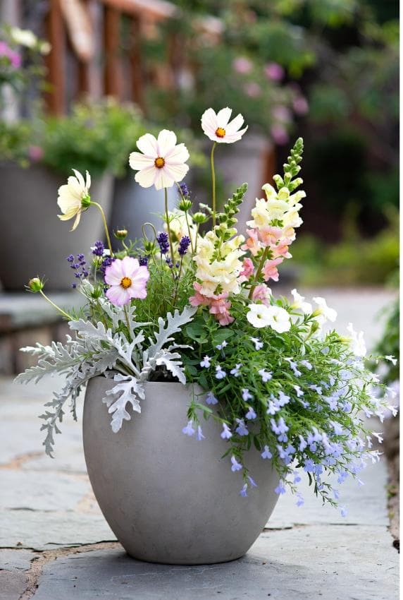 A terracotta planter with olive branches and white flowers on a sunlit patio